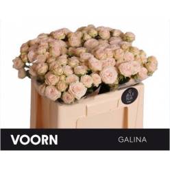 Ramificada Galina 50cm " Voorn "