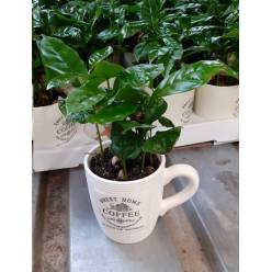 P. Coffea Arabica 9/20cm  x12