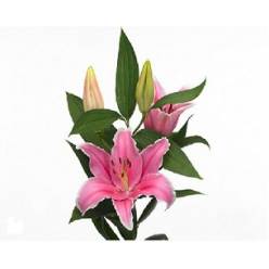 Oriental Hol. Rs. Marlon 80cm 3 flores A2