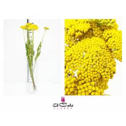 Achilea Hol. Amarilla 70 cm