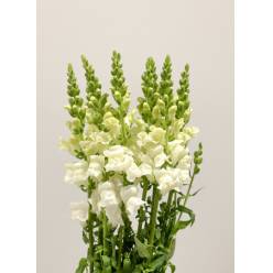 Antirrhinum Hol. Antibes White 75cm