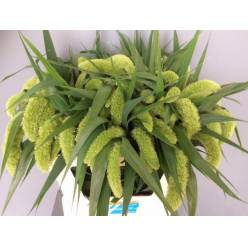 Setaria Italica Voll Melk 75cm x10