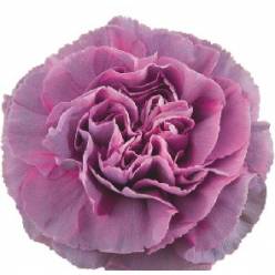 Clavel Col. Fancy Hypnosis Mlv.