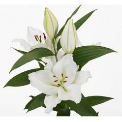 Oriental Hol. Bl. Zambesi 75cm 2 flores