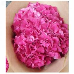 Hortensia Hol. Rubyred 50cm 16/18