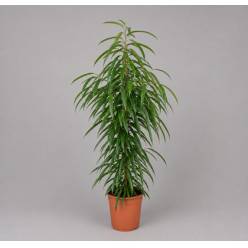 P. Ficus Bin Alii 27/150cm