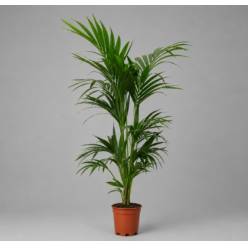 P. Kentia Hol. Forsteriana 24/150cm +5 Matas