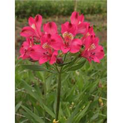 Alstroemeria Col. Fancy Fucsia