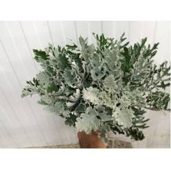 Senecio Maritima 60cm