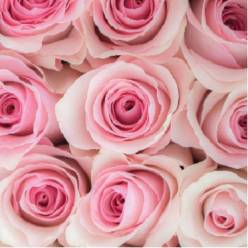 Rosa Ecu. Pink Christa 60cm