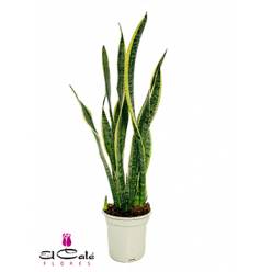 P. Sanseviera Laurentii Nac. 17/70cm x6