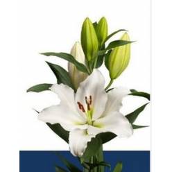 Oriental Hol. Bl. Tourega 80cm 3/4 fl.