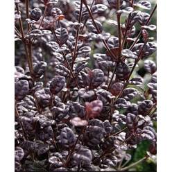 Lophomyrtus Black Pearl 60cm