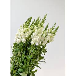 Antirrhinum Hol. Poto ivory  75cm bl