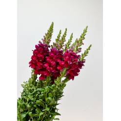 Antirrhinum Hol. Op. Red 75cm Rj.