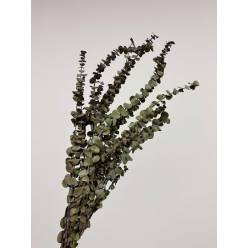 Eucaliptus Baby Blue Preservado Verde 150g