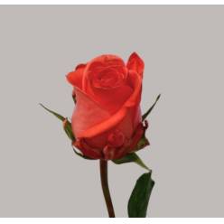 Rosa Hol. Sankara 50cm Rs