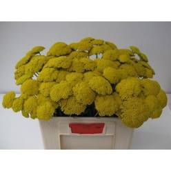 Achilea Hol. Park Variety 65cm