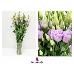 Lisiantus Hol. Rosi Lavanda 70cm 55gr "T10"