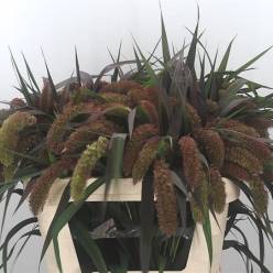 Setaria Italica Red Jewel 80cm "T20"