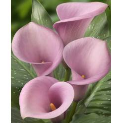 Calla Captain Violetta 60cm