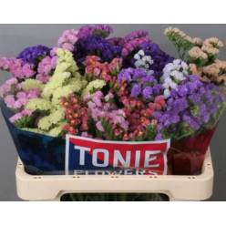 Statice Hol. Harlekin 60cm 25gr "T25"