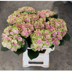 Hortensia Hol. Amethyst 60cm �18/20 Bic.