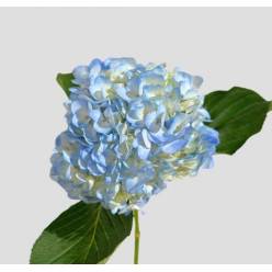 Hortensia Select Azul 60cm 15/16