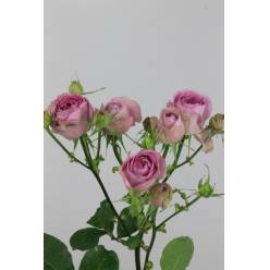 Ramificada Lavander Lace 50cm