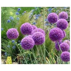 Allium Grootbloemig 80cm x5