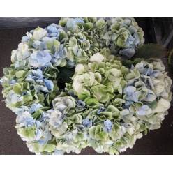 Hortensia Hol. Verena Blue Classic 60cm 18/20