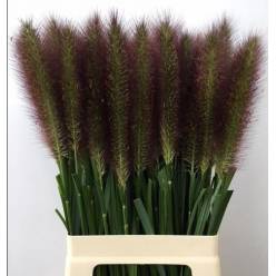 Pennisetum Alo Redhead 80cm