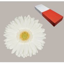 Gerbera Hol. Romance x25 Bl.