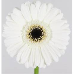 Gerbera Mini Hol. Lido Blanca "T20"