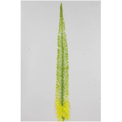 Eremurus Hol. Top Dance 120cm (35cm flor) Am.
