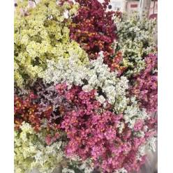 Limonium Hol. Diamond Harleking 55cm 20gr "T25"