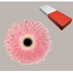 Gerbera Hol. Graceland x25 Rs