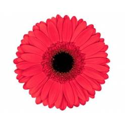Gerbera Hol. Hamptons "T25"