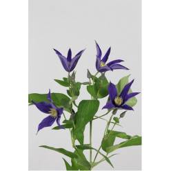 Clematis  Amazing Oslo 60cm Az.