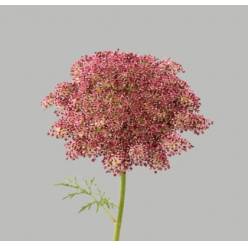 Ammis Daucus Dara 55cm Gr.