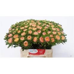 Calistepus Hol. Mats Apricot 40cm x10
