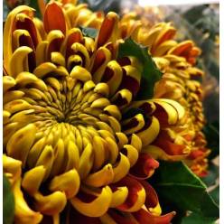 Uniflor Hol. Anastasia Fuego 90gr Ocre