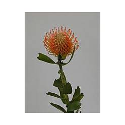 Protea Nutans Naranja Soleil 40cm