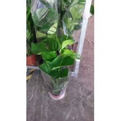 P. Monstera Deliciosa 17/65cm x6