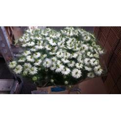 Nige D. Ov White 50cm
