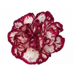 Clavel Col. Select Bacarat