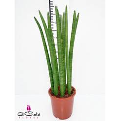 P. Sanseviera Cylindrica 12/40cm x6