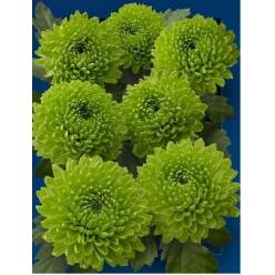 Santini Country 1000gr "T25" Vd.