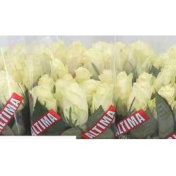 Rosa Hol. Albatros 60cm Bl.