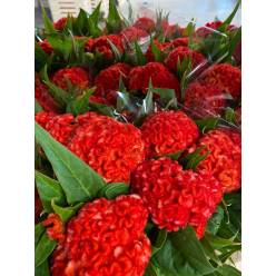 Celosia Cresta Nac. Naranja 70cm